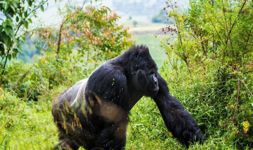 Mgahinga Gorilla National Park: A Complete Travel Guide