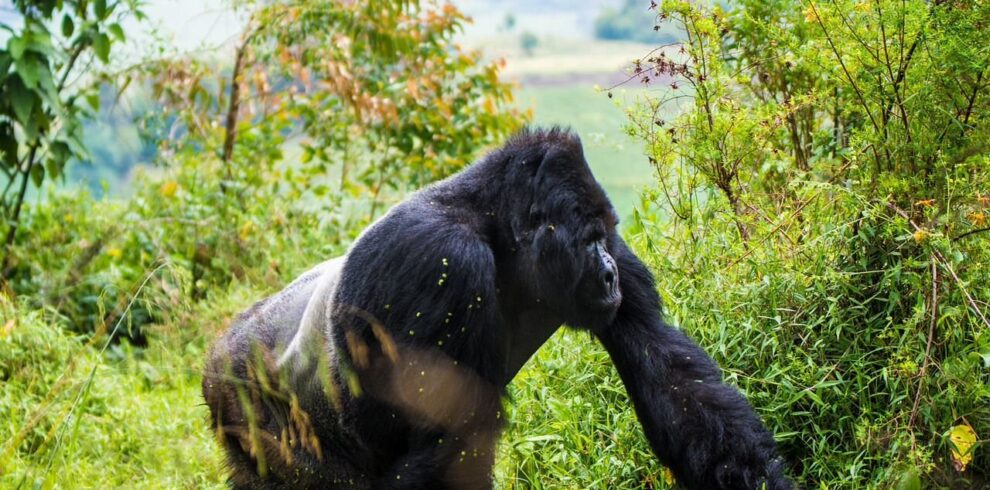 Mgahinga Gorilla National Park