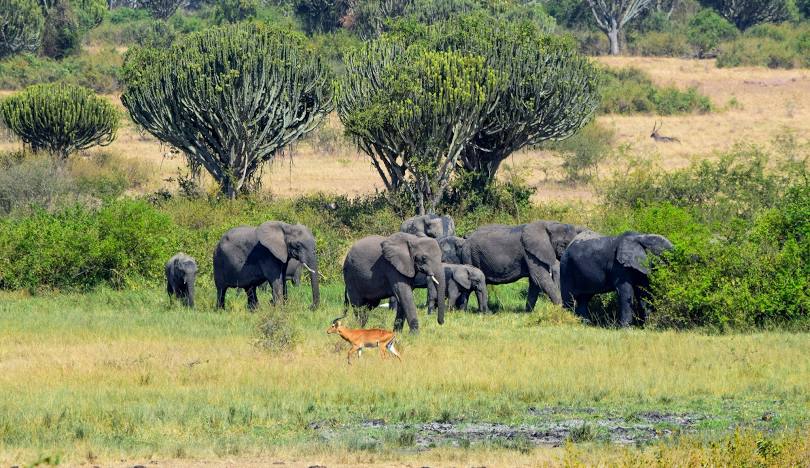 Queen Elizabeth National Park