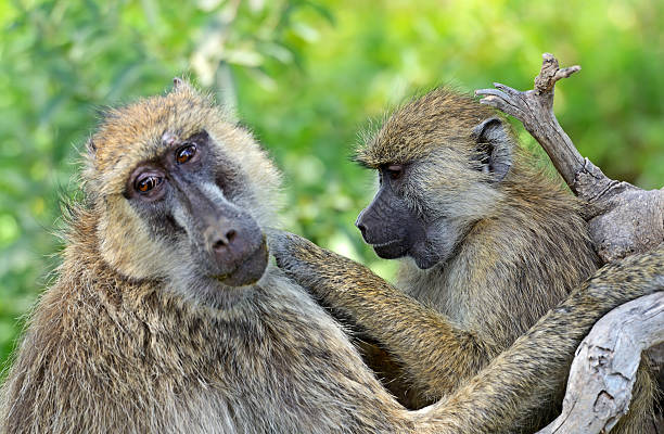 Kibale National Park: A Premier Primate Safari Destination