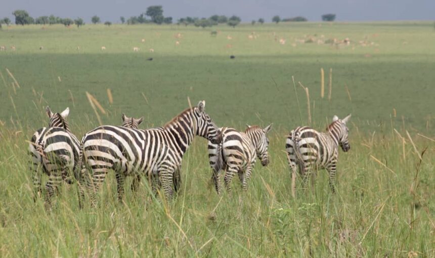 Lake Mburo National Park: The Ultimate Safari Travel Guide