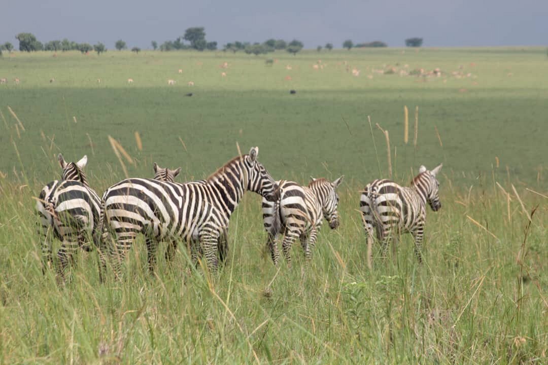 lake mburo national park